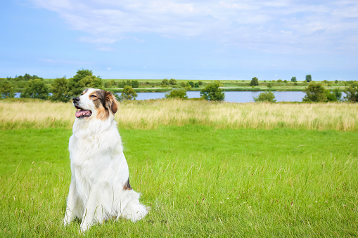 Dog is sitting on a meadow on a sunny summer day, Greetsiel, North-Sea, East Frisia,