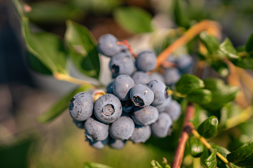 Fresh organic blueberries on white background