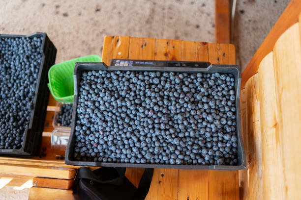 High angle view of harvested fresh organic blueberries in the crate