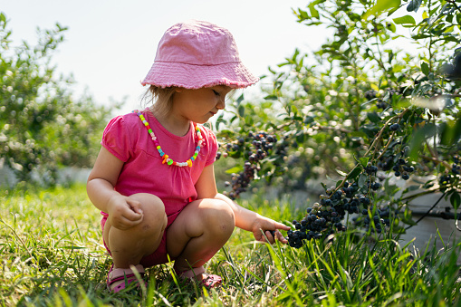 Cute Caucasian toddler girl, picking blueberries, at the family blueberry farm