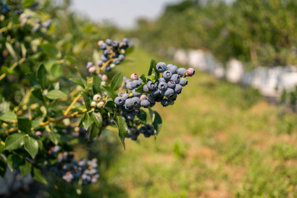 istock Fresh organic blueberries on the bush 1555813711