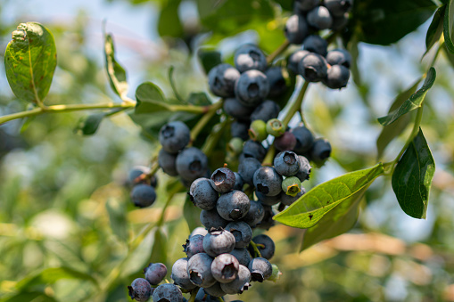 Close-up of fresh organic blueberries on the bush