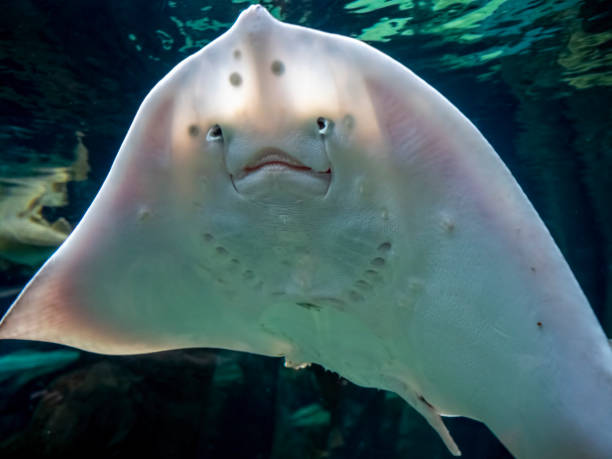 Stingray showing underside detail patterns and mouth part stock photo