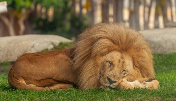 istock Majestic lion resting in its enclosure, surrounded by grass and rocks 1555841572