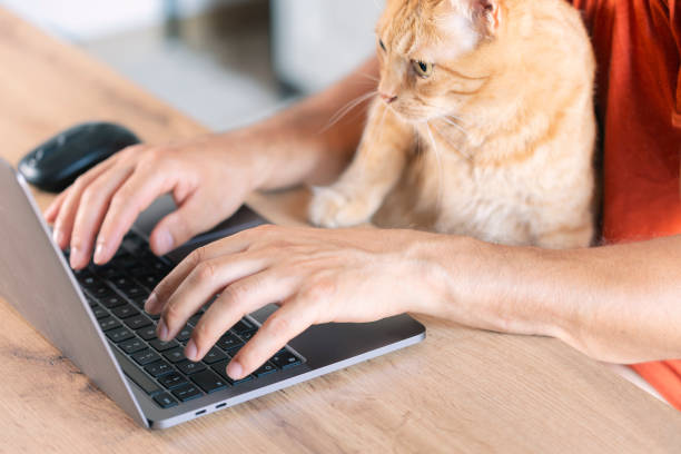 istock Working at home with pet laying on lap. Man works from home typing on laptop. Remote work. 1555844515