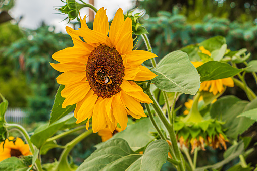 Large sunflower in a garden with a bee. Flower open bloom. Sunflower seeds inside the flower head. Yellow flower petals and green plant leaves in summer. More sunflowers in the background