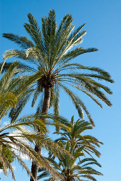 istock Palmera, Palma de Mallorca, Balearic Islands 155584950