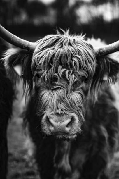 istock Scottish cow breed.  Highland cattle.Livestock 1555852598