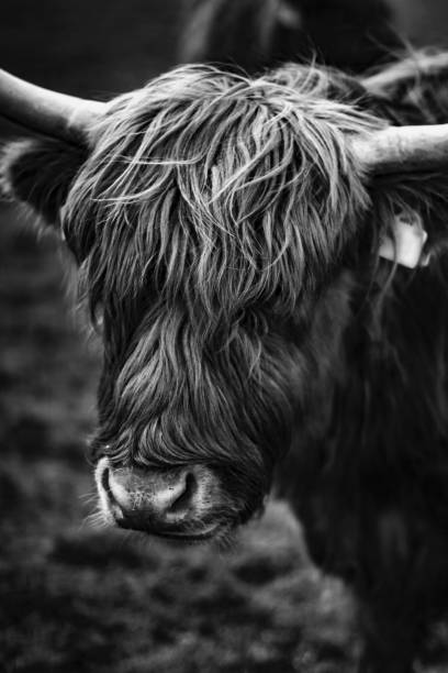 istock Scottish cow breed.  Highland cattle.Livestock 1555853120