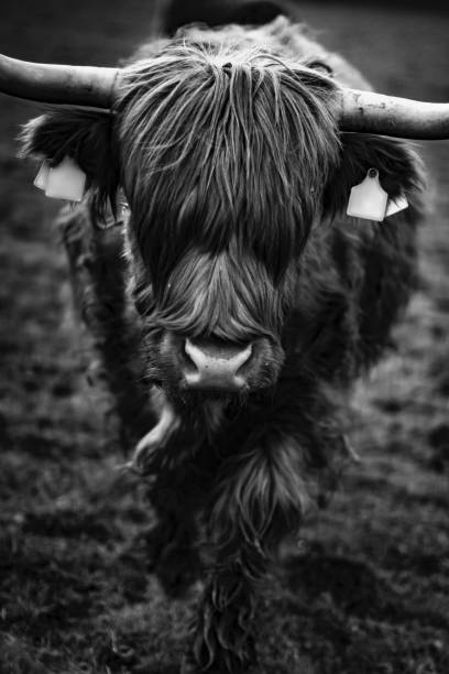 istock Scottish cow breed.  Highland cattle.Livestock 1555853129