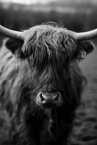 istock Scottish cow breed.  Highland cattle.Livestock 1555853646