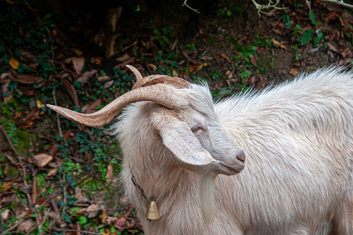 Goat - Left Profile