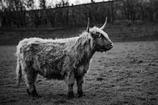 istock Scottish cow breed.  Highland cattle.Livestock 1555862063