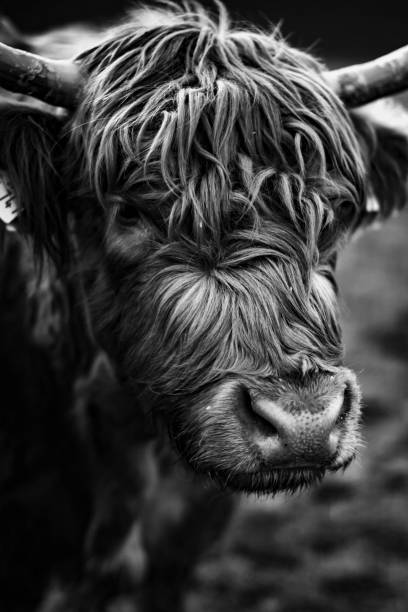 istock Scottish cow breed.  Highland cattle.Livestock 1555864319