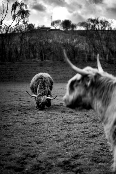 istock Scottish cow breed.  Highland cattle.Livestock 1555865429