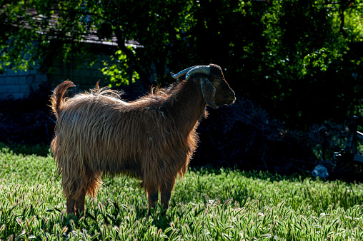 Brown goat in backlight