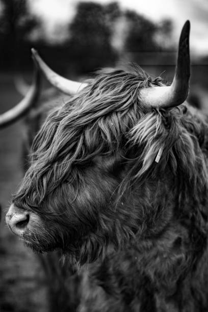 istock Scottish cow breed.  Highland cattle.Livestock 1555865978