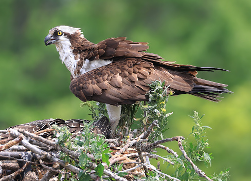 Osprey mother portrait into the nest, Ontario, Canada
