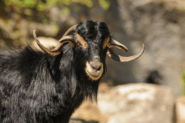 istock Head of black goat 1555868104