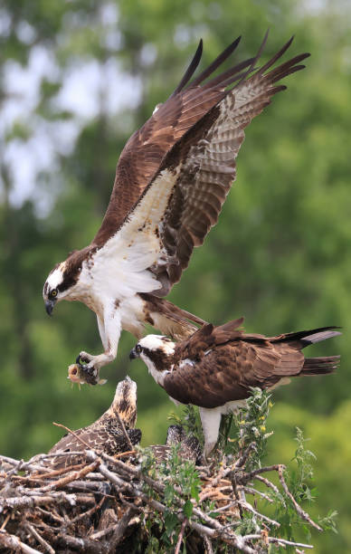 istock Osprey bringing fish back to nest, Ontario, Canada 1555868117