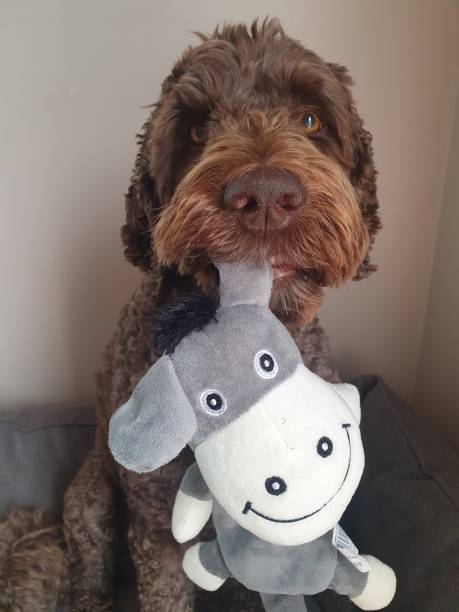 istock Dog and toy 1555870279