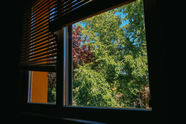 View of the tree outside the window on a hot summer day.