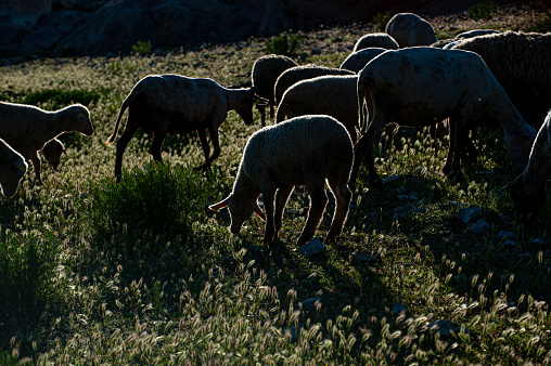 Herd of sheep grazing in backlight