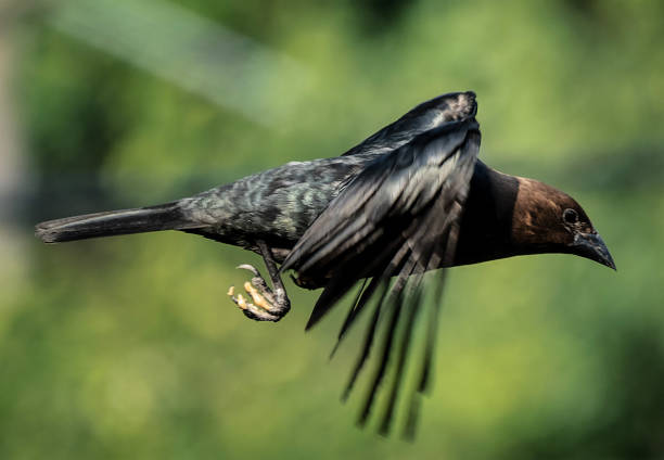 Blackbird (Turdus merula) in its natural enviroment