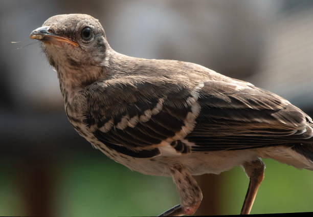 istock northern Mockingbird on the birdbath 1555874583