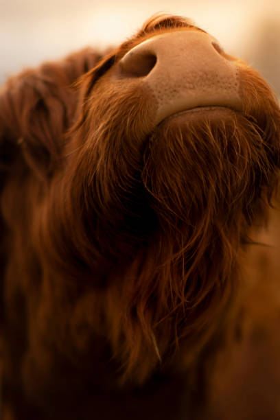 istock Scottish cow breed.  Highland cattle.Livestock 1555875628