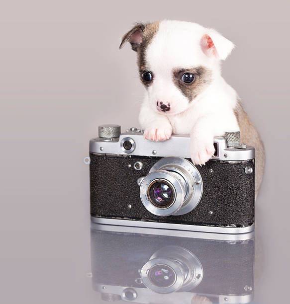 istock puppy photographer Chihuahua 155587764