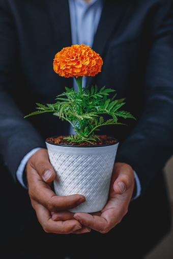 A close-up shot captures the essence of sophistication as a well-dressed businessman holds a pot of vibrant orange Cempasuchil flowers. Witness the fusion of elegance and nature in this striking image, symbolizing the beauty of life and the balance between professional pursuits and the appreciation of nature's wonders