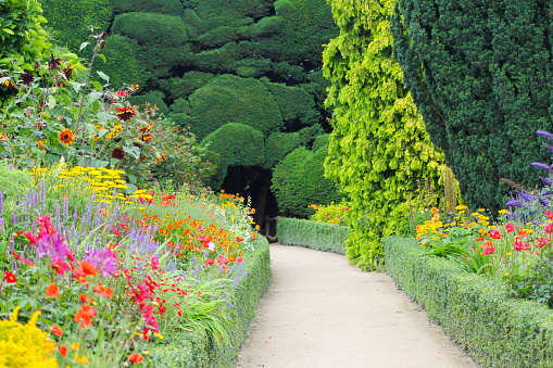 Pathway through beautiful  flower garden full of brightly coloured flowers with box hedges either side leading to a hedge tunnel in a public park in rural England.