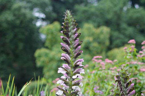acanthus balcanicus, bears breeches flower growing tall and elegant in domestic garden in rural England.