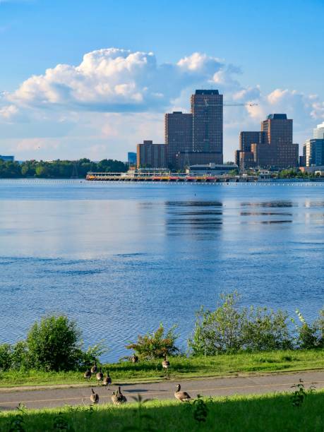 istock Geese and the Ottawa River 1555895130