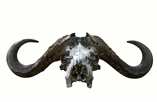 The skull of an African buffalo with big horns isolated on a white background