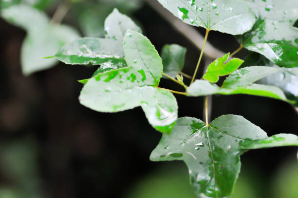 istock maple leaf, maple leaves or green leaf and rain droplet 1555896841