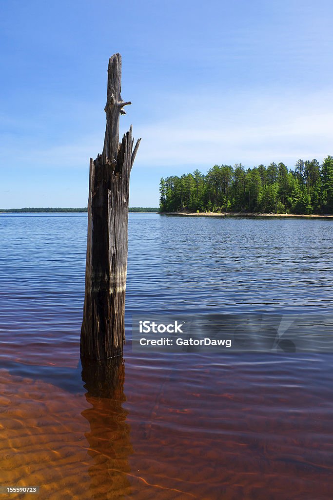 Árvore morta se na bela, águas de Clear Lake - Foto de stock de Antigo royalty-free