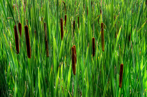 Tall reeds, grasses and cattails ( Typha latifolia ) grow wild in a Canadian marsh.