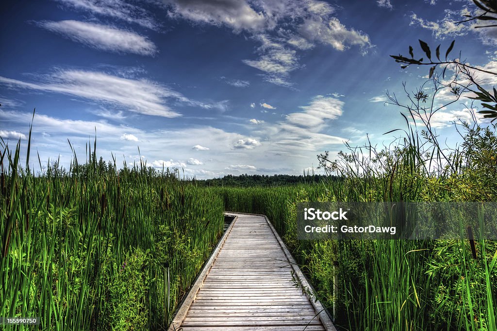 Promenade en bois en hauteur Reeds - Photo de Allée couverte de planches libre de droits