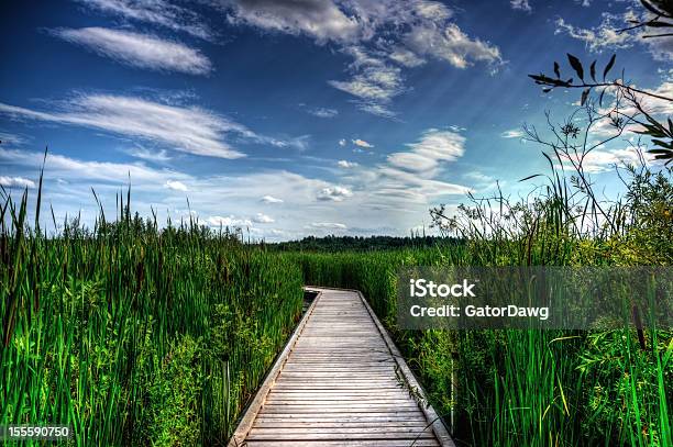 Photo libre de droit de Promenade En Bois En Hauteur Reeds banque d'images et plus d'images libres de droit de Allée couverte de planches - Allée couverte de planches, Beauté de la nature, Bleu