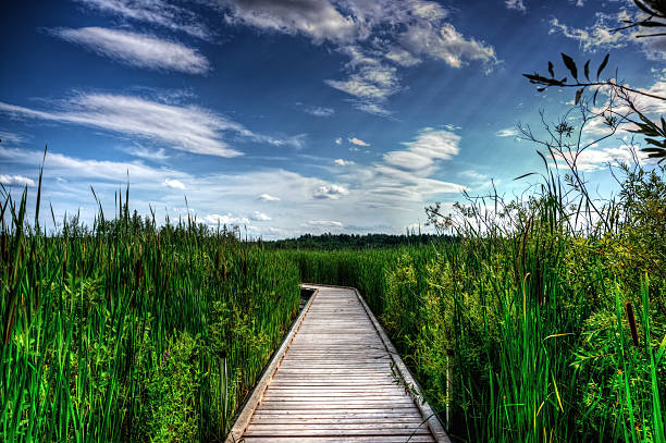 istock Wooden Boardwalk in Tall Reeds 155590750