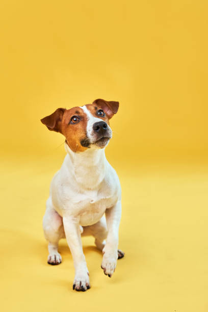 istock Happy dog on bright trendy yellow background. 1555908965