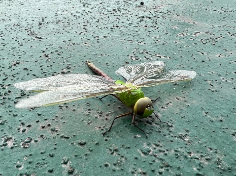 macro photography of a green dragonfly sits on a painted surface.