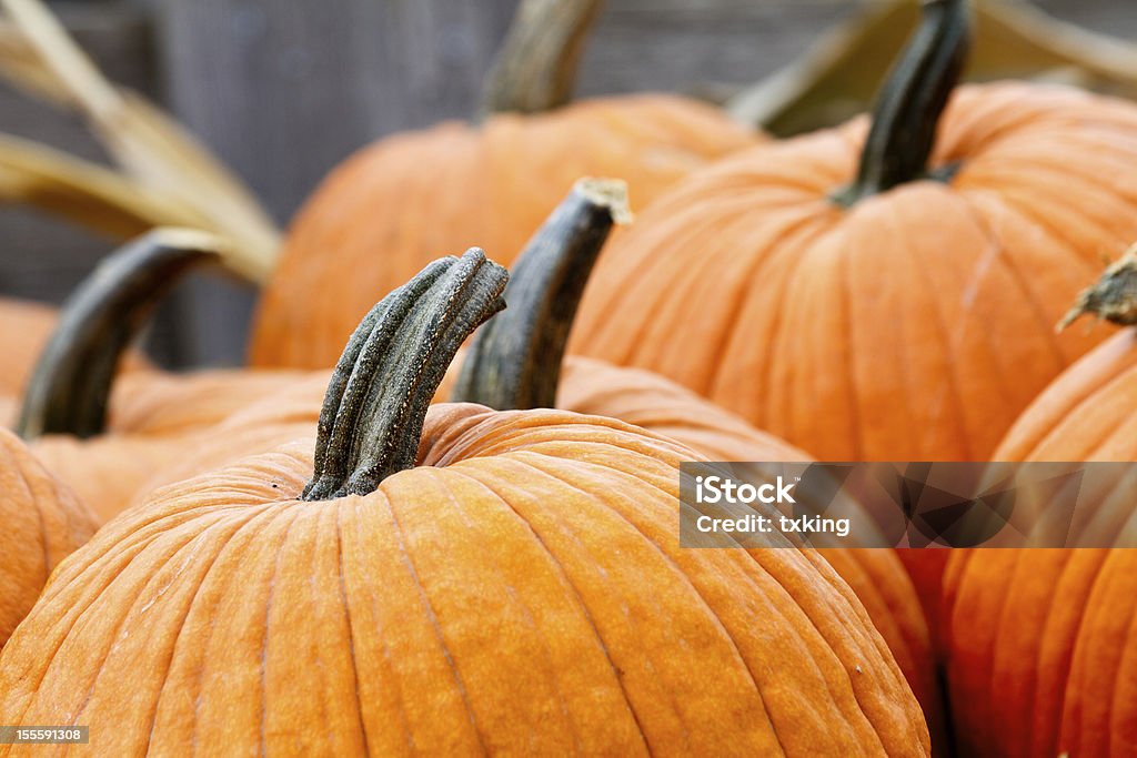 Pumpkins Top stems of the pumpkin. shallow depth of field focus on lead pumpkins stem Autumn Stock Photo