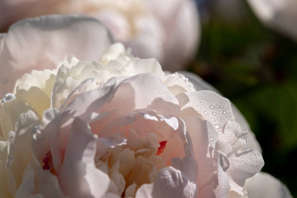 istock beautiful white peonies in summer with water drops 1555916811
