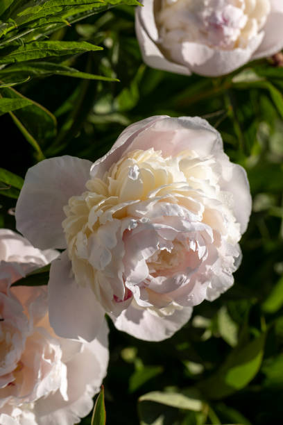 istock large white peonies during flowering 1555916858