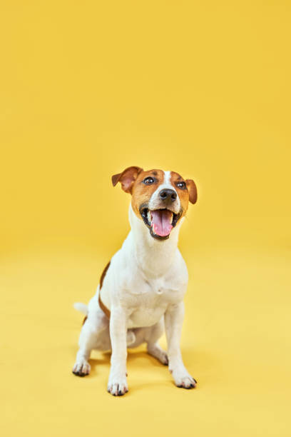 istock Happy dog on bright trendy yellow background. 1555919768