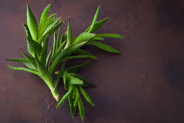 aloe vera aloe vera on dark background - alternative medicine aleo vera stock pictures, royalty-free photos & images