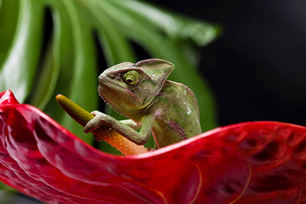 istock Green animal, Chameleon 155592063